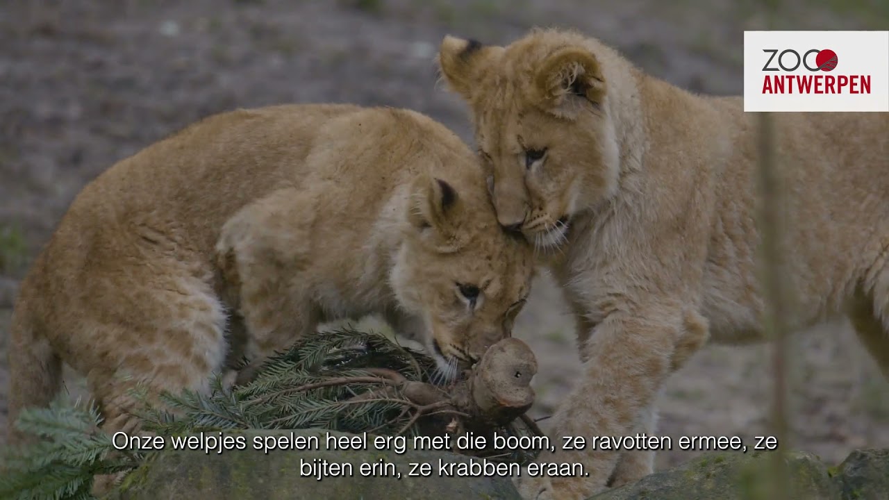 Kerstbomen als feestelijke verrijking in ZOO Antwerpen