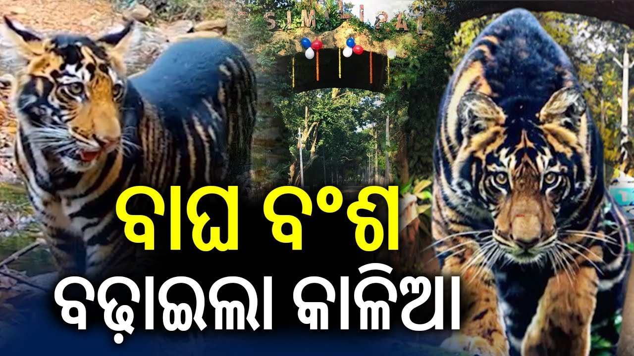 Similipal Tiger Kalia Helps Boost Tiger Population, Makes Headlines | Kalinga TV