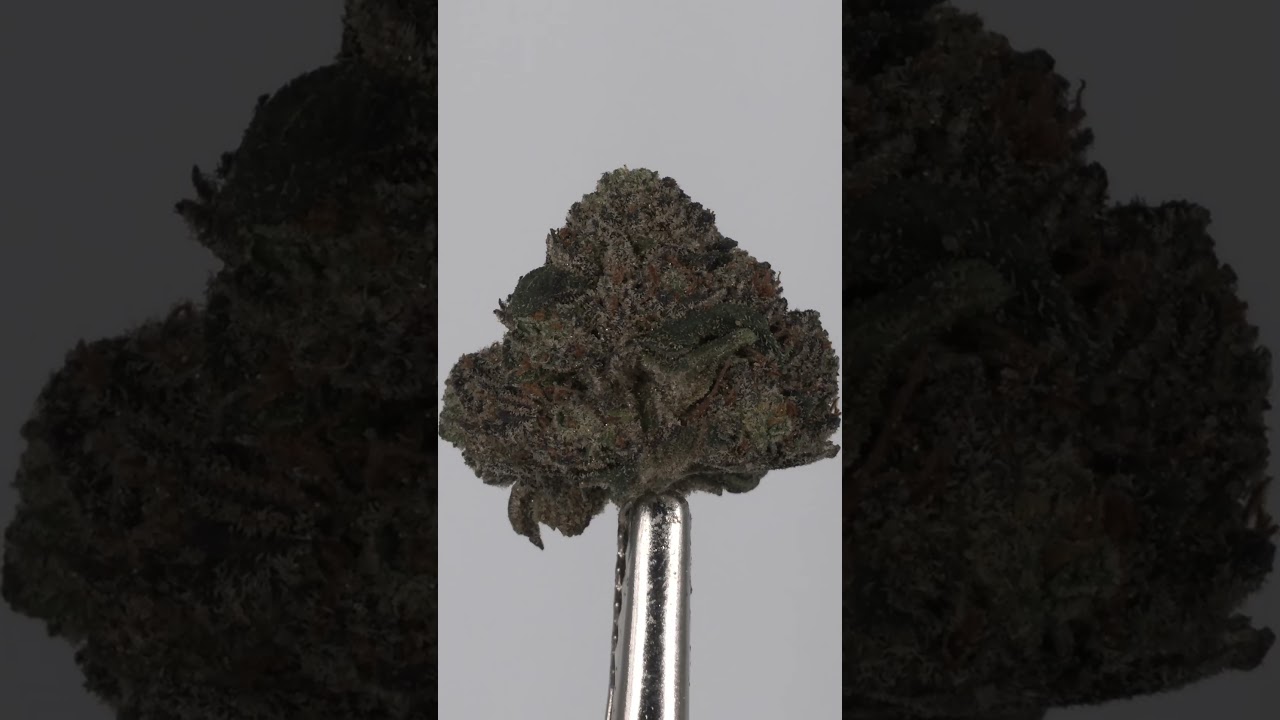 Vanilla Frosting🧁Cakey Goodness | Minnesota Medical Marijuana Review | Rise &Shine SHORT