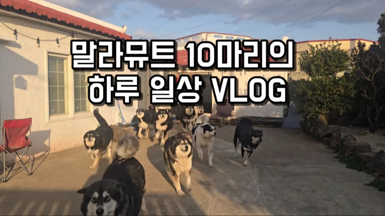 말라뮤트 10마리의 하루 일상 VLOG