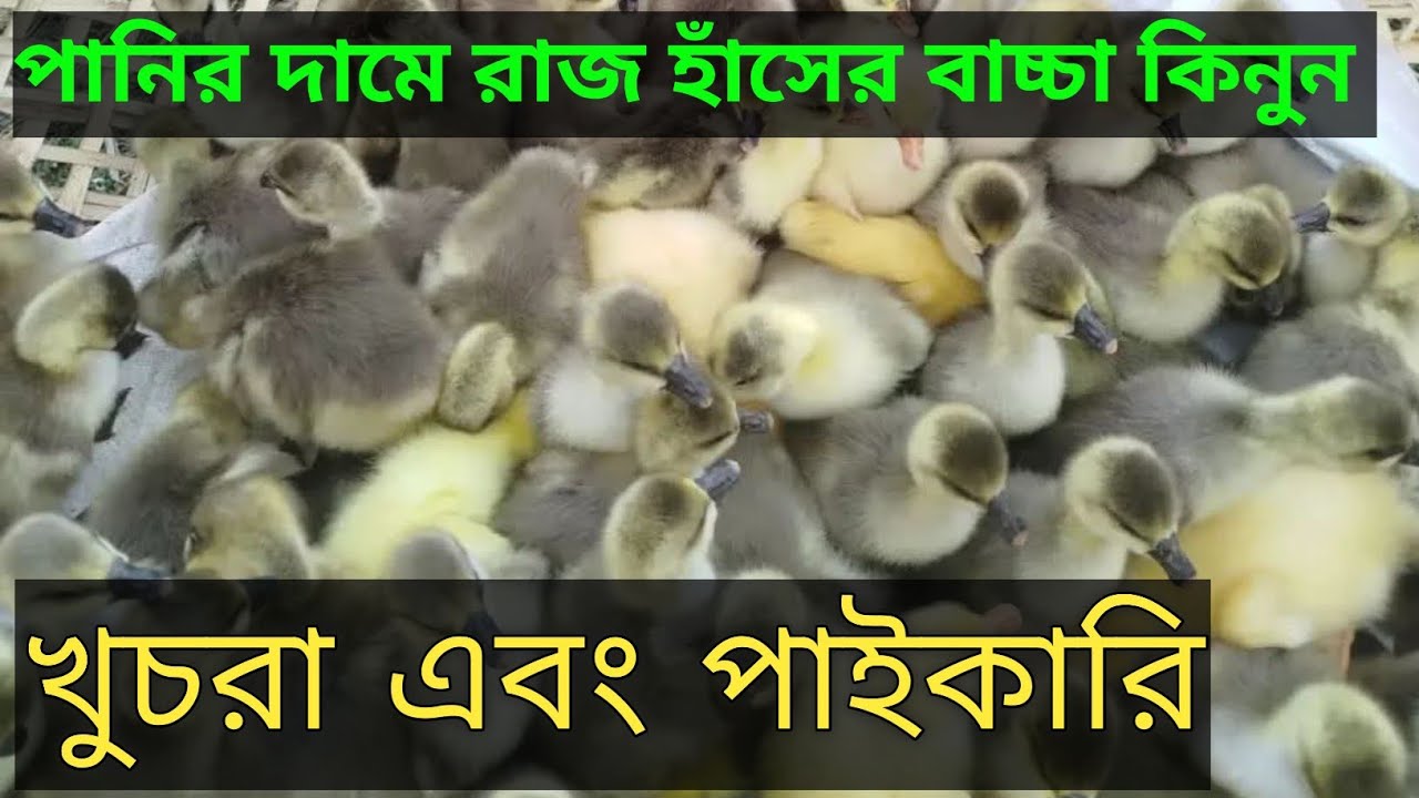পানির দামে রাজ হাঁসের বাচ্চা কিনুন #sorts #sortvideo #রাজহাঁস #খামার #farming #হাঁসেরখামার 