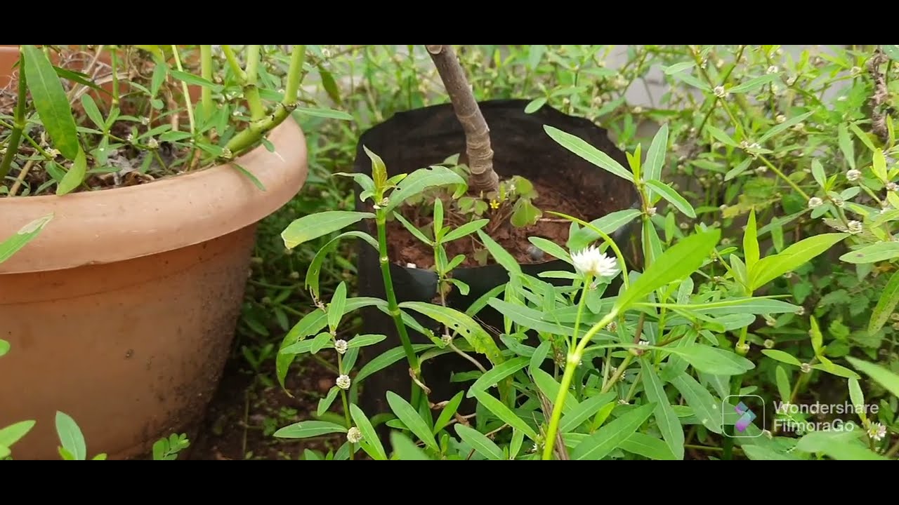 Разница между аллигаторовой травой и органической индийской понаганти.