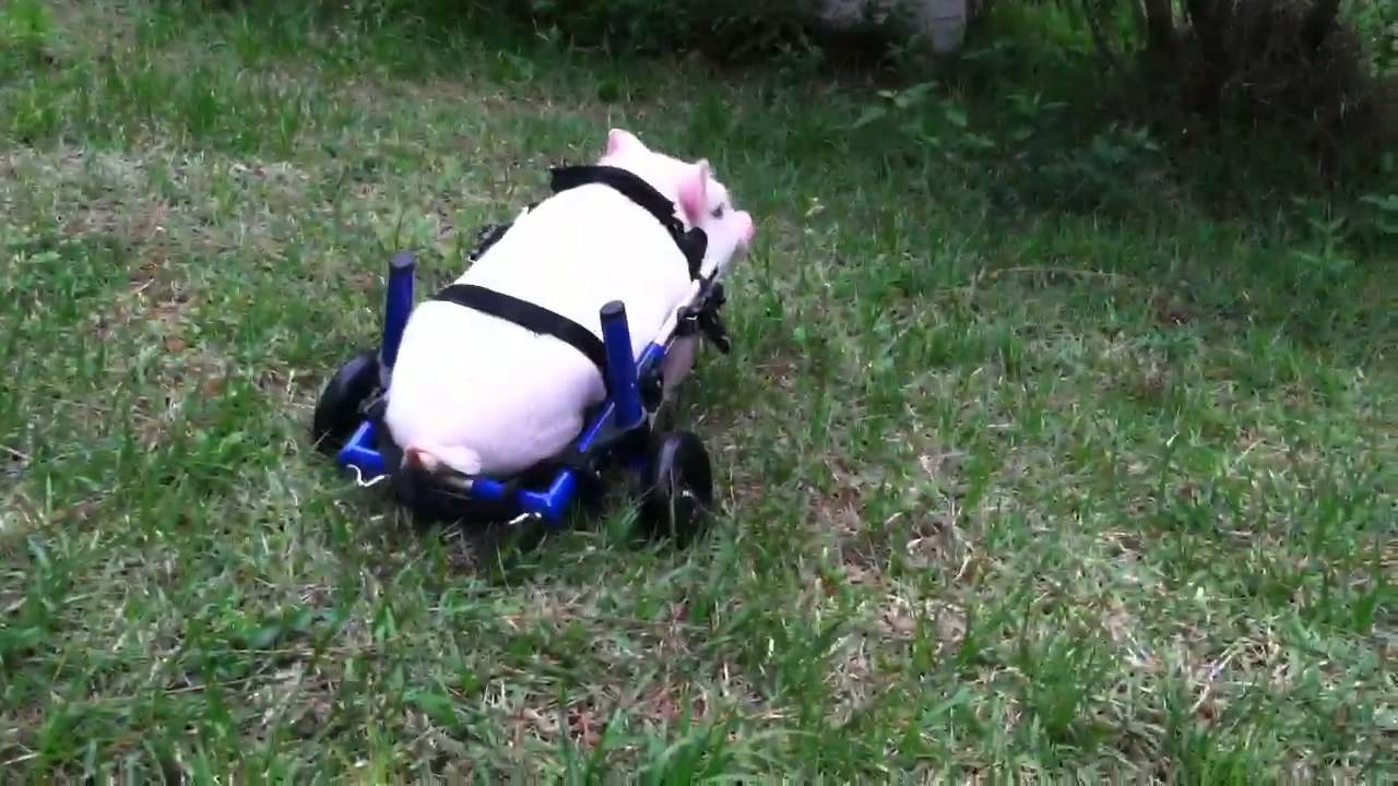 Pig in Wheelchair Part II - Chris P Bacon