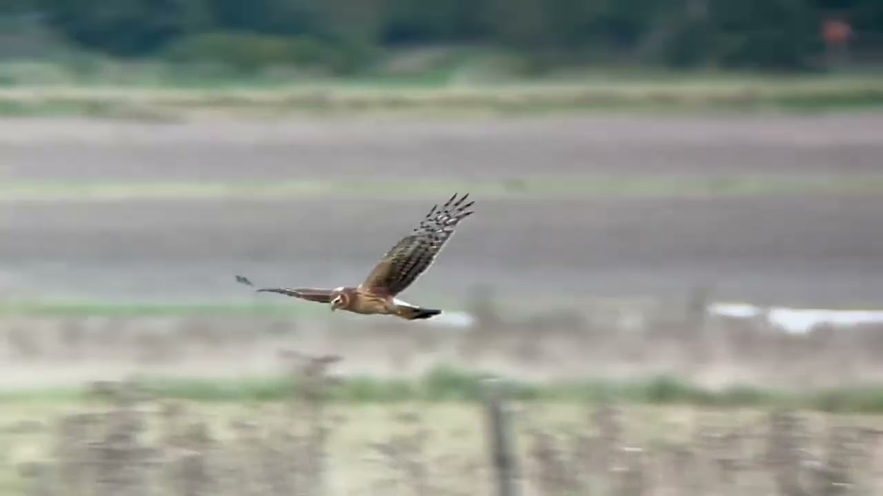 Hen harrier (Circus cyaneus) 1 CY. Sundbro, Uppland 10 October 2023.