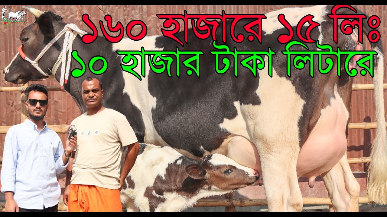 পবিত্র রমজান মাসের ১ম দিনে মাসুদ ভাইয়ের গাভীর প্রতিবেদন।১৬০ হাজারে পেটে বাচ্চা ও ১৫লিটার দুধের গাভী।