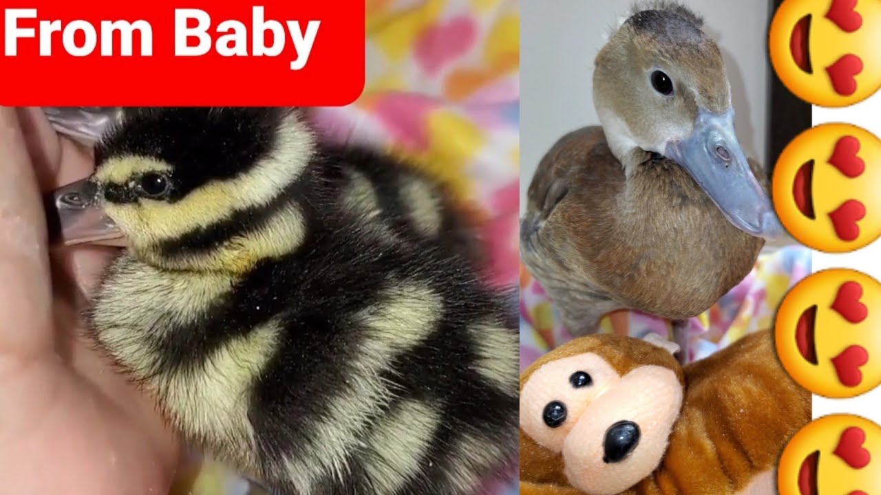 Cute Baby animals || Rescued Duck Monkey Cutest Memories ❤🙏 Guys Support Baby Monkey new Video.❤