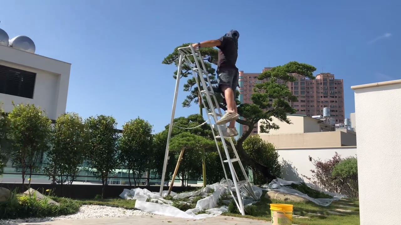 真柏修剪紀錄盆栽塑形