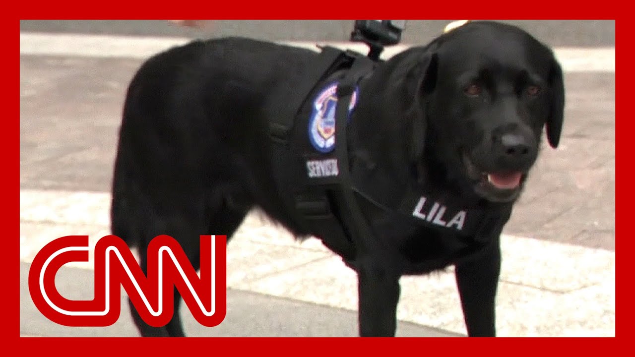 Watch Capitol police's newest officer in action