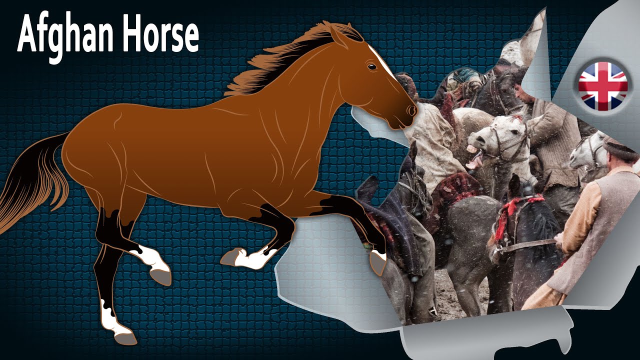 Afghan Horse, the multi-variety horse excels in the game of Buzkashi, Horse breeds