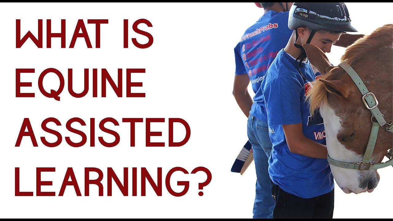 What the heck is Equine Assisted Learning❓