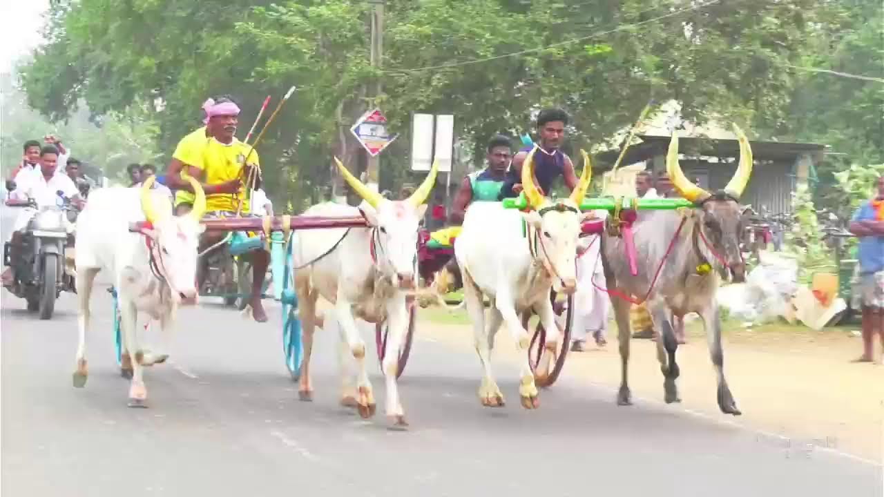 எரிச்சி கரிச்சான் மாடு பந்தையம் 2026