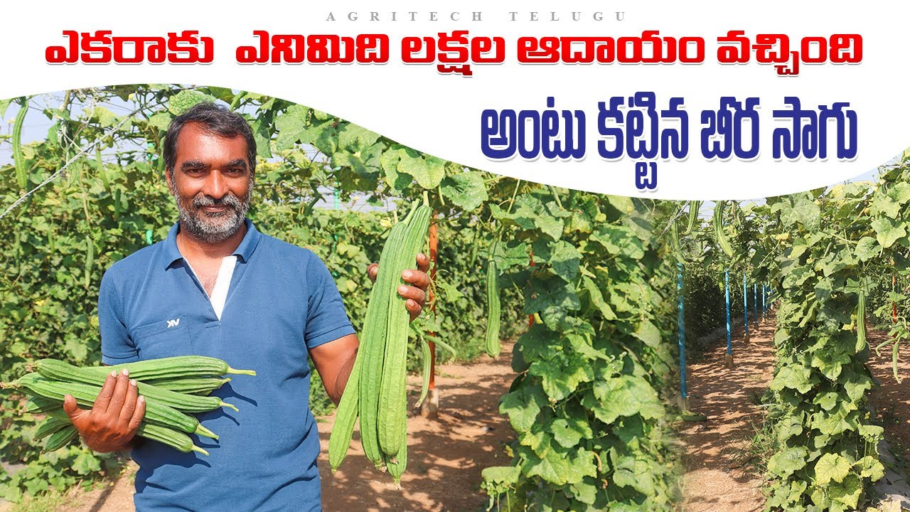 8 ఎకరాల బీర 80 లక్షల ఆదాయం | Ridge Gourd Farming with Grafting Plants | AgriTech Telugu