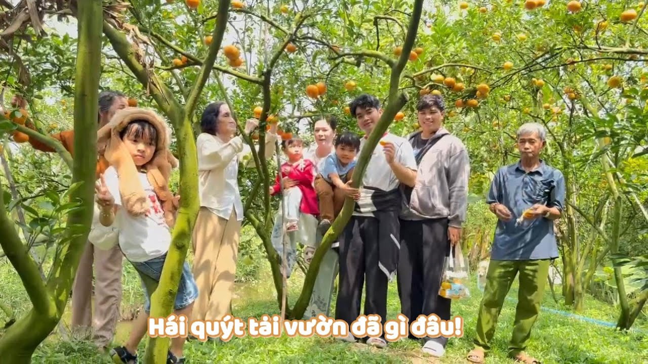 Tham quan vườn quýt của ông Sáu, hái ăn tại chỗ siêu đã #ngườiđồngtháp