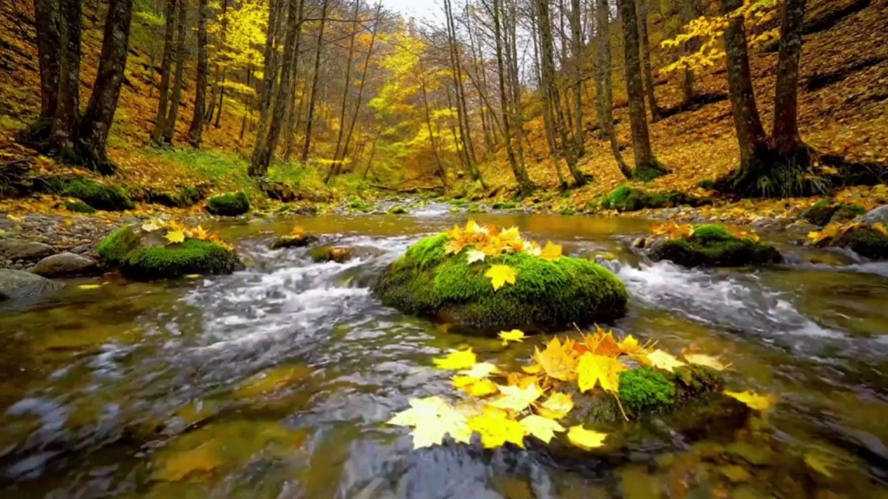 RELAXING RIVER STREAM SOUNDS FOR SLEEP, STUDY, INSOMNIA RELIEF AND MEDITATION | REAL NATURE