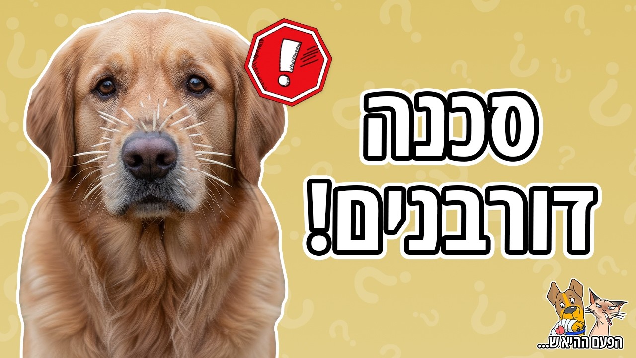 מפגש מסוכן עם דורבן: המקרה של קאי הלברדור | חיותא TV