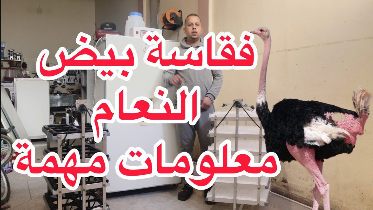 فقاسة بيض النعام