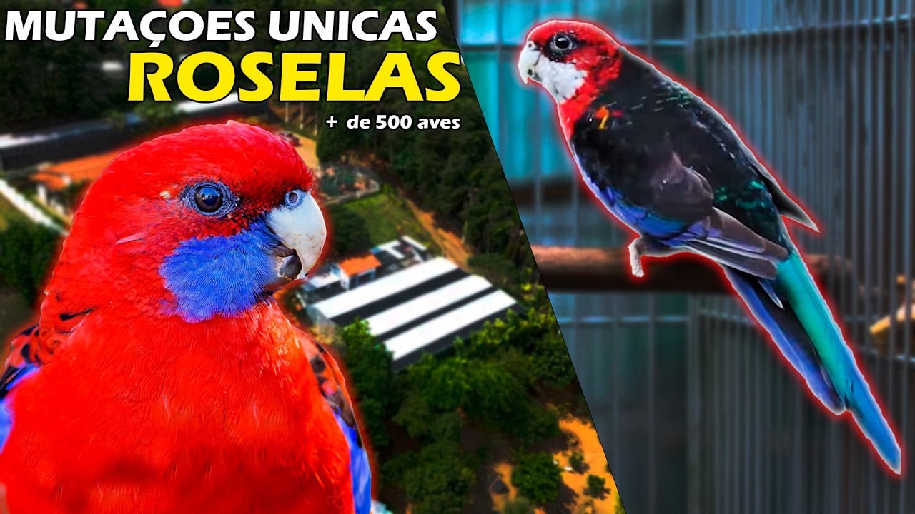 O REI das ROSELAS! -  Mutações que Você Nunca Viu! - Chocmaster Visita
