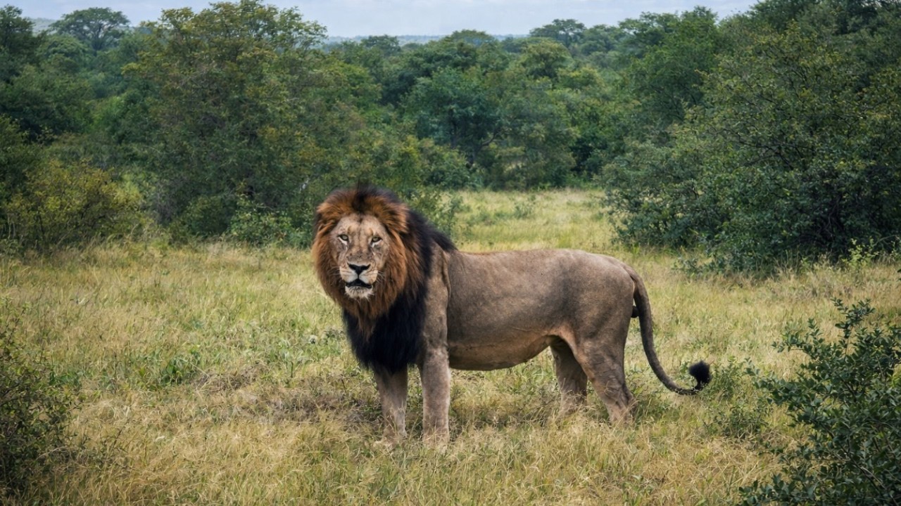 Dominant Larger Ndhzenga Male Lion | Sabi Sands | 19 March 2026