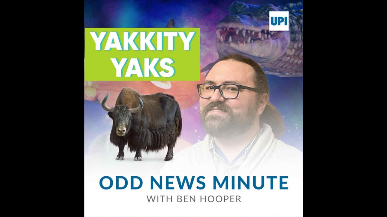 Odds and Ends: Yaks go to school, swan's attempted murder