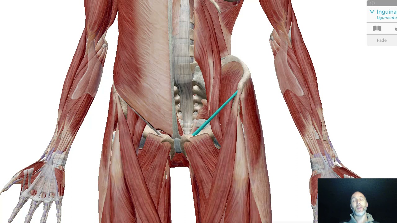 What the heck is the Inguinal Ligament? | McBrearty Chiropractic | Chiropractor Canton Ohio