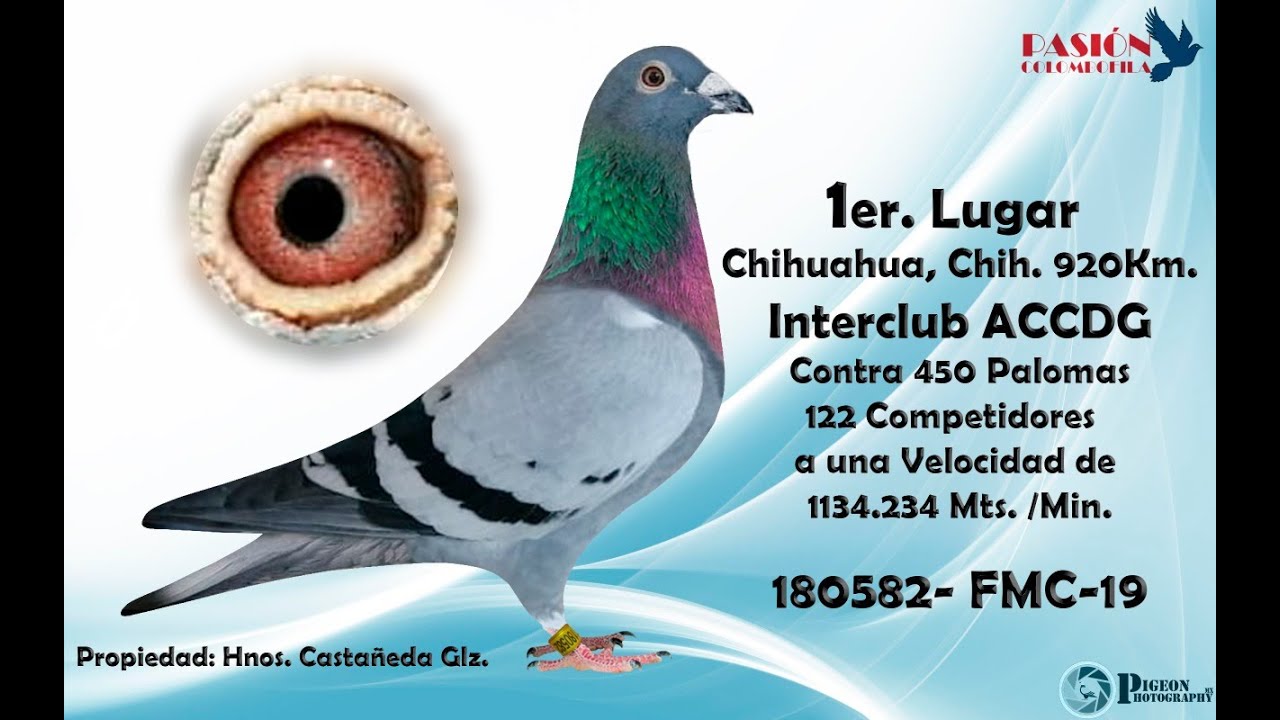 Que tomó en el bebedero el Palomo Campeón de Chih. Chih. 900 km ACCDG Hnos  Castañeda Glz