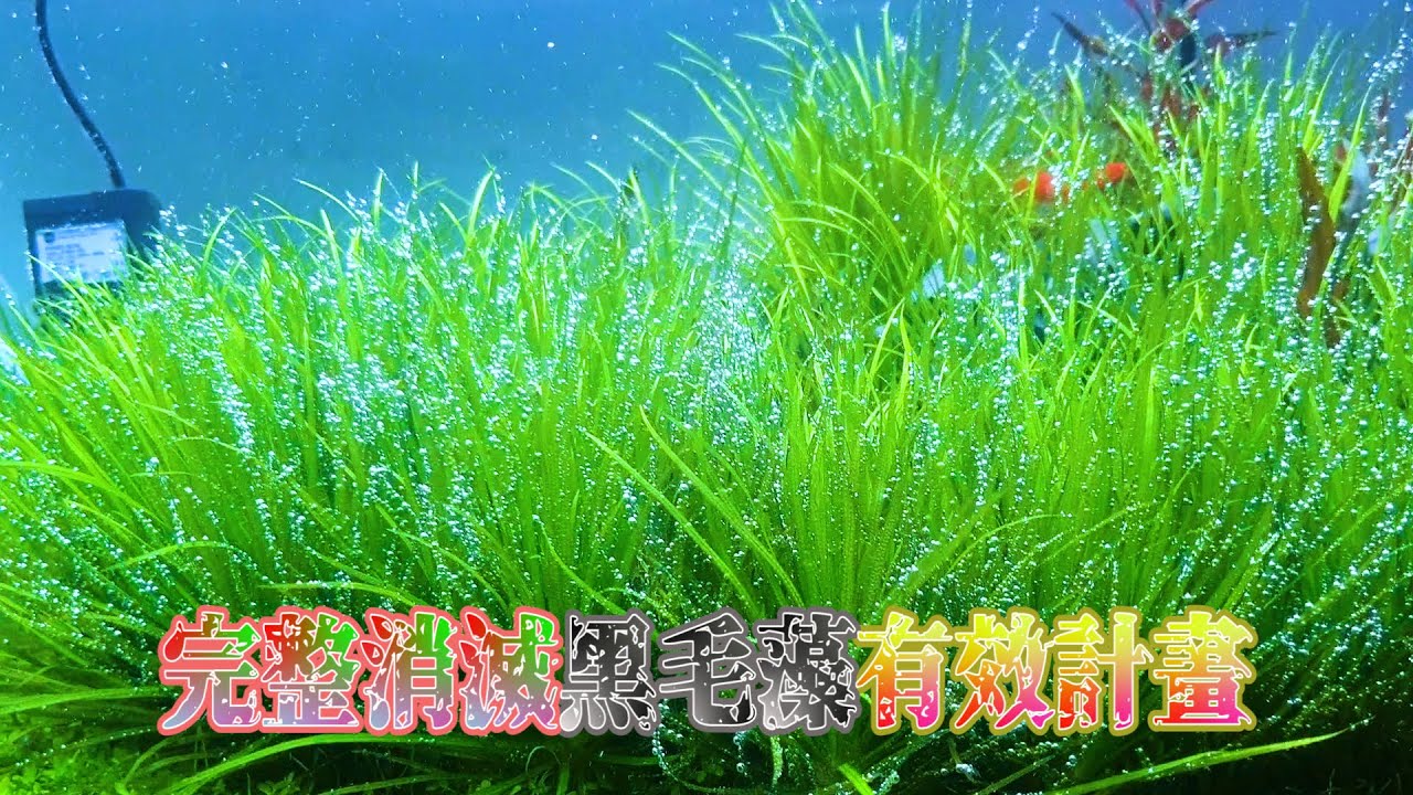 #水草藻類篇8~完全有效率的預防跟消滅黑毛藻做法跟探討