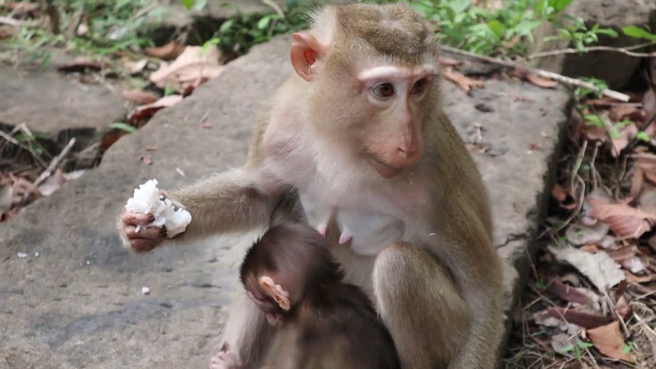 Wild Monkey Video 2023, little cute monkey