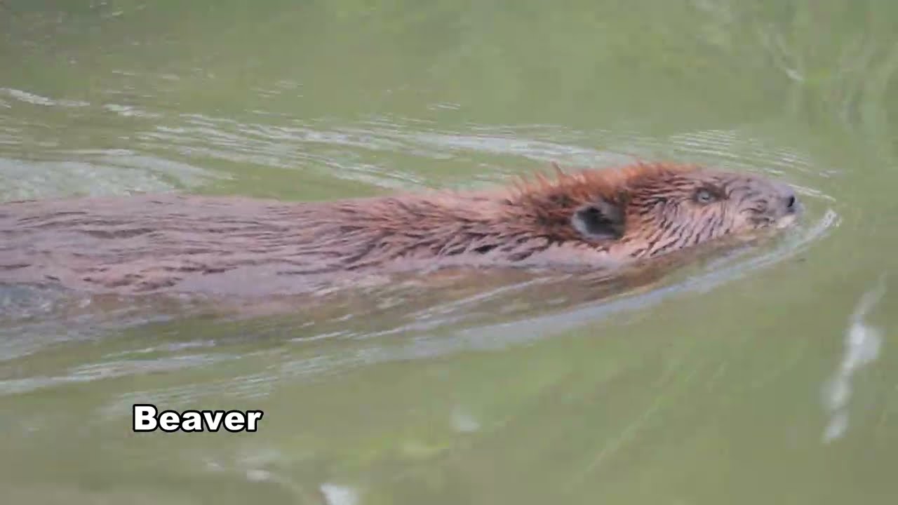 Beaver