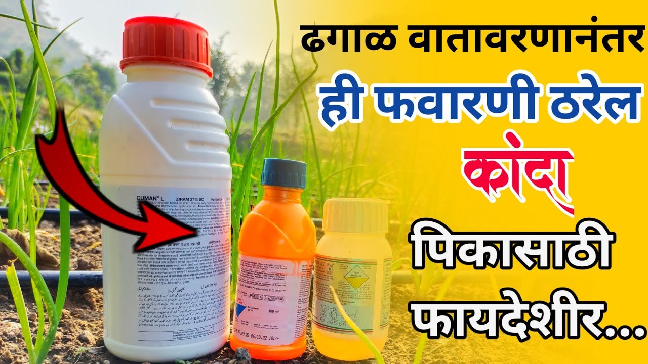 ढगाळ वातावरणानंतर घ्या ही कांदा पिकाला फवारणी / kanda favarni niyogen / कांदा फवारणी