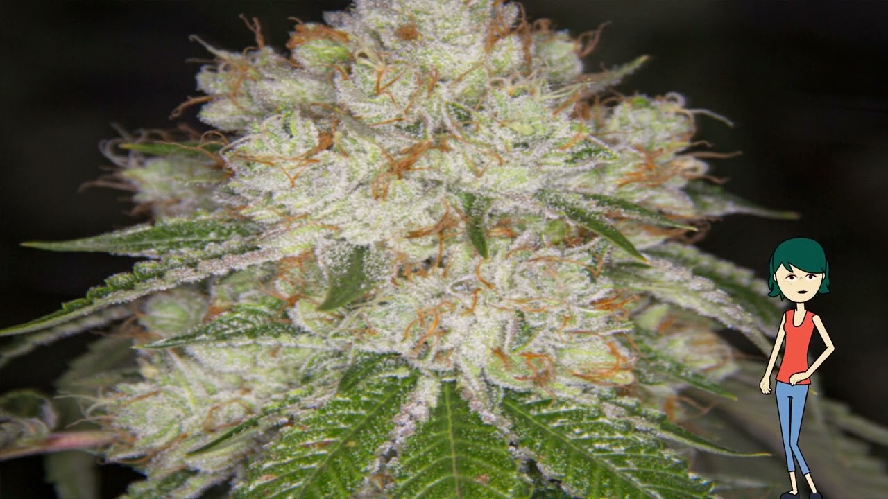 Martian Candy on Fire &ndash; The Vault Seedbank