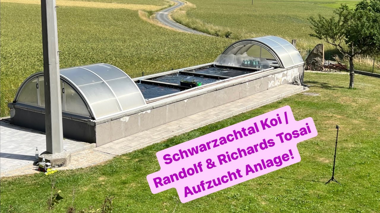 Schwarzachtal Koi / Randolf und Richards Tosai Aufzucht Anlage mit fantastischen Tosai!