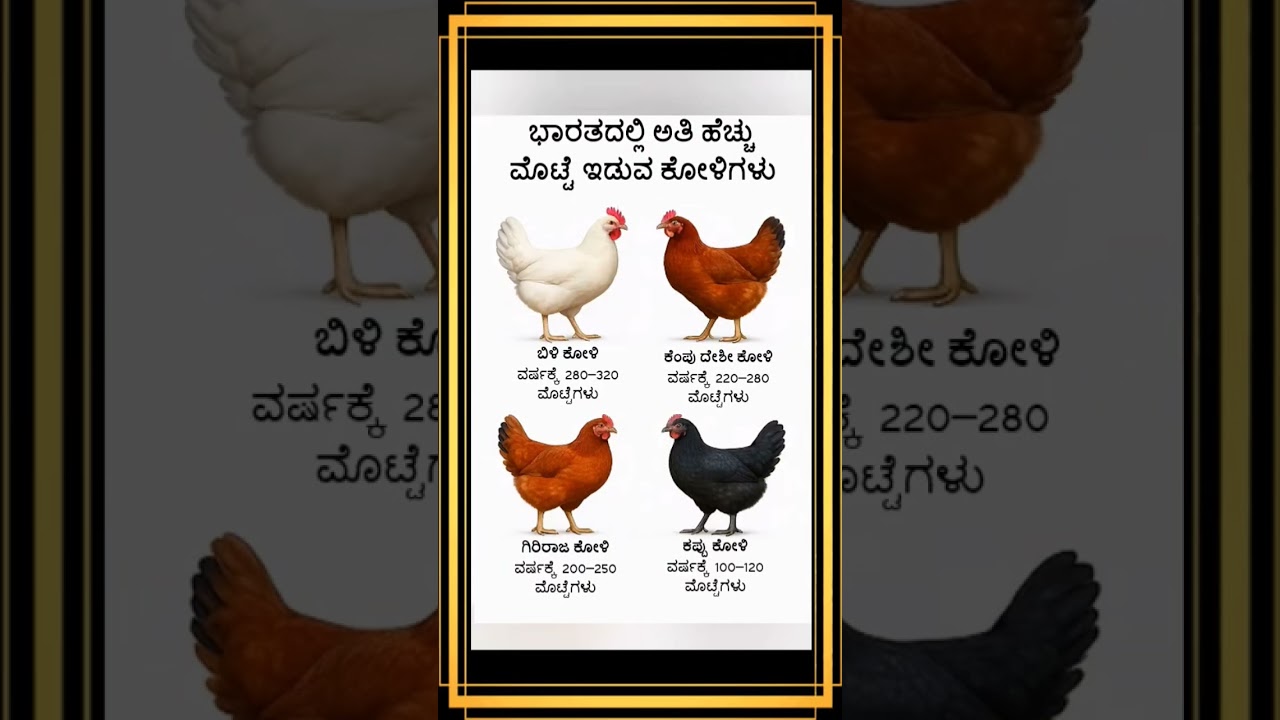 ಭಾರತದಲ್ಲಿ ಅತಿ ಹೆಚ್ಚು ಮೊಟ್ಟೆ ಇಡುವ ಕೋಳಿಗಳು 