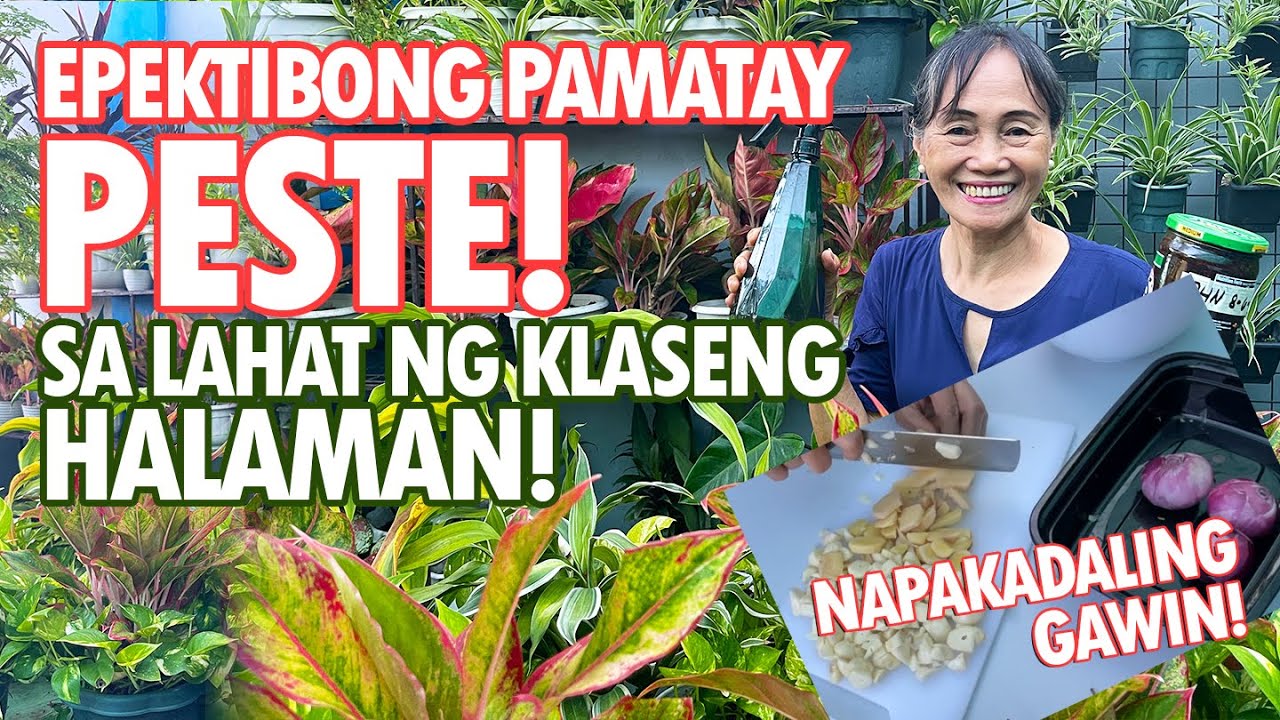 EPEKTIBONG PAMATAY PESTE SA HALAMAN! NAPAKADALING GAWIN! (Oriental Herbal Nutrients) Haydee's Garden