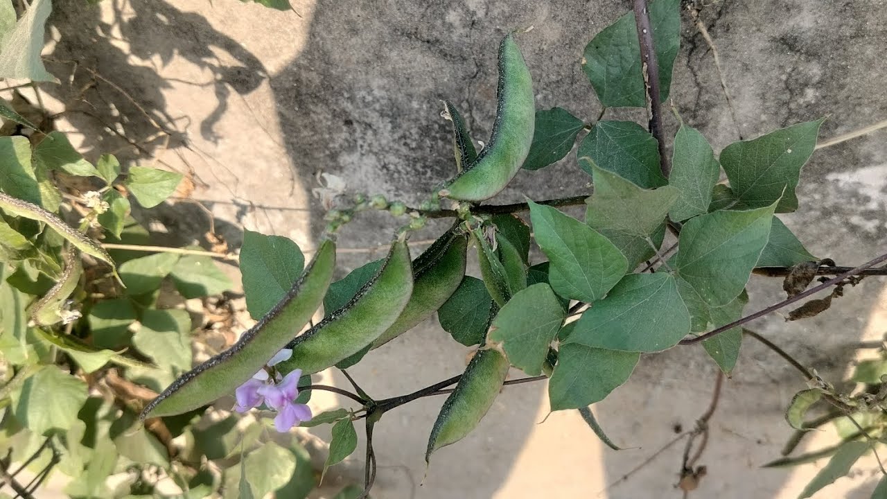 Mini vlog ❤️❤️