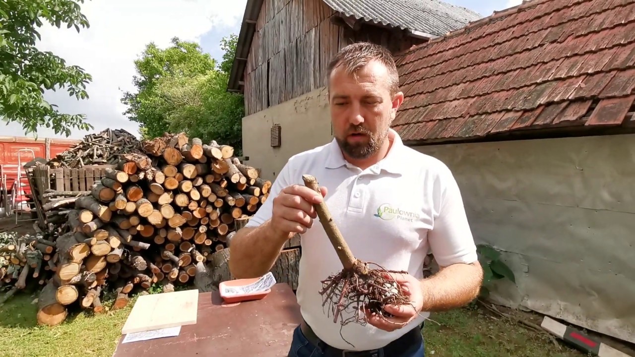 Császárfa hasznos infó!  Különbség a konténeres szaporítóanyag, és a visszavágott 1 éves tő között?