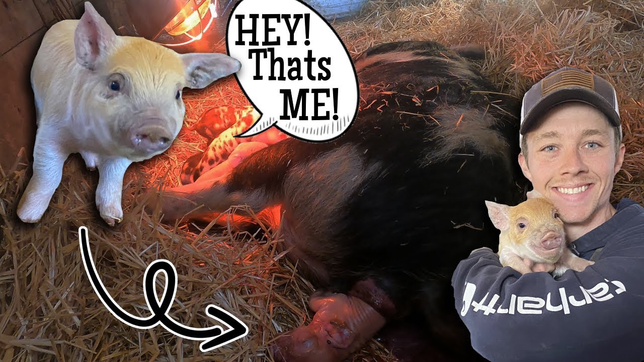 Our Pig is Giving BIRTH!