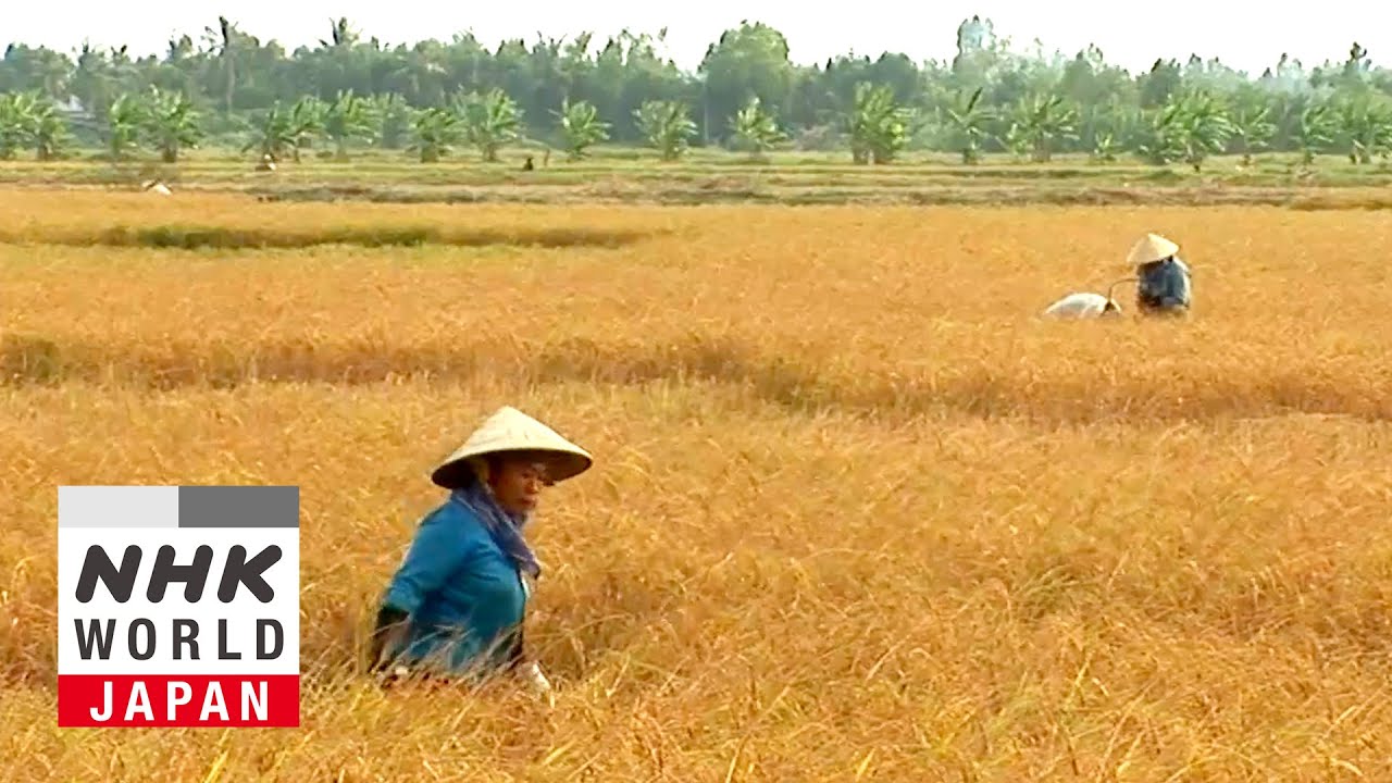 В Азии: спасение полей Вьетнама от повышения уровня воды — ПОСЛЕДСТВИЯ: Климат меняет мир
