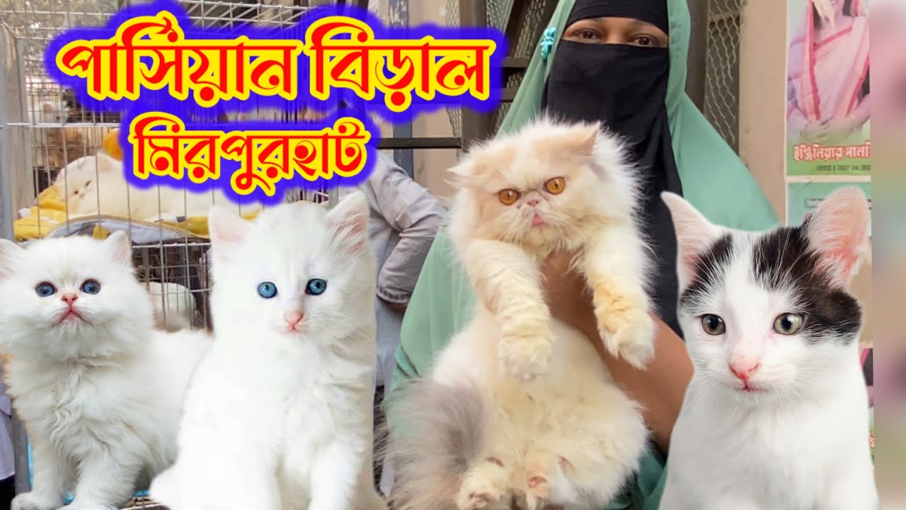 পার্শিয়ান বিড়ালের বেবি//cat and animals