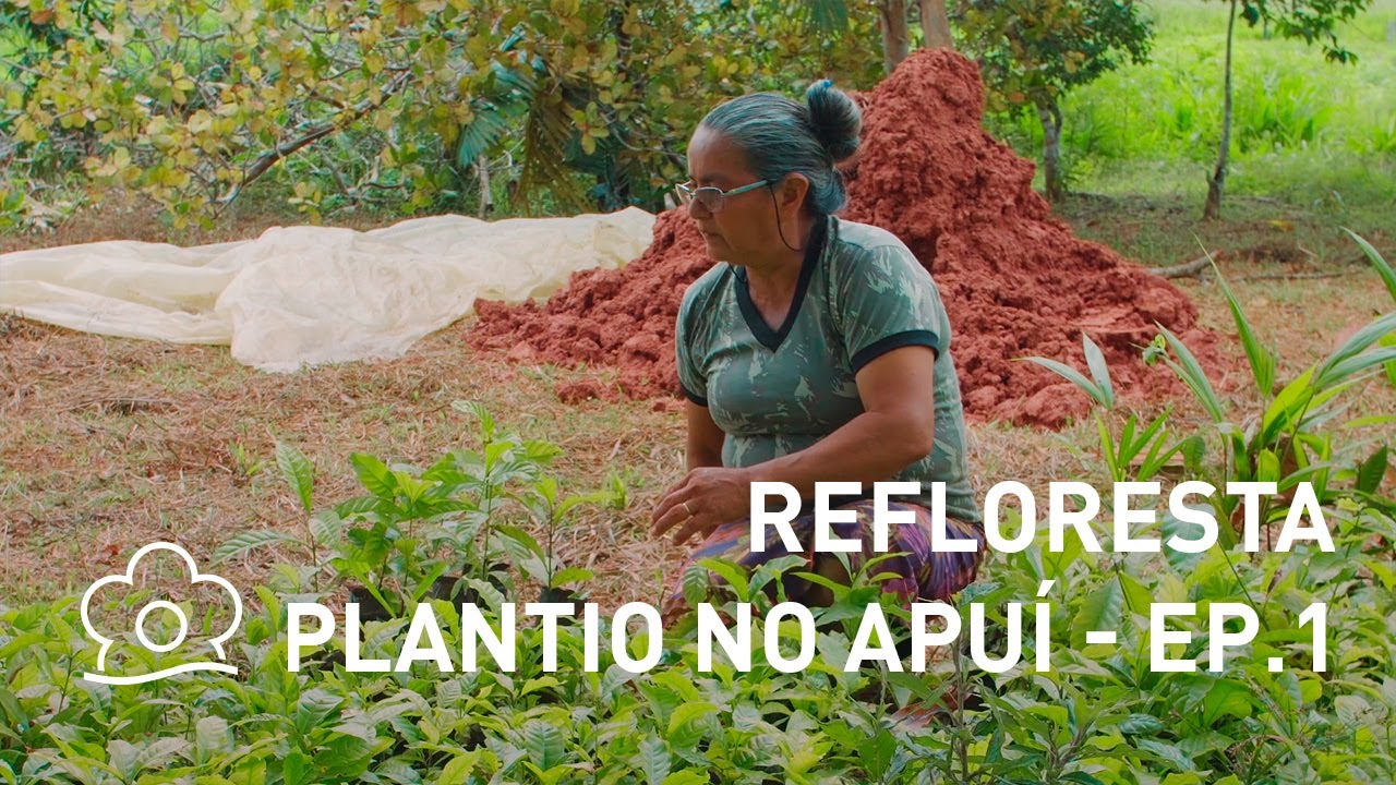 [refloresta] plantio no apuí - ep.1