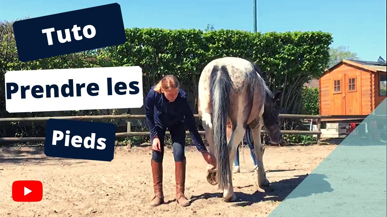Comment éduquer votre cheval à donner ses pieds?