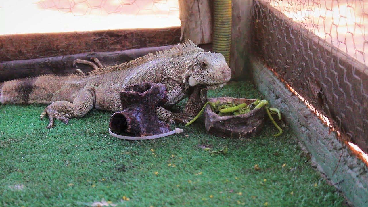 O QUE VOCÊ PRECISA SABER ANTES DE TER UMA IGUANA | Julia Maciel