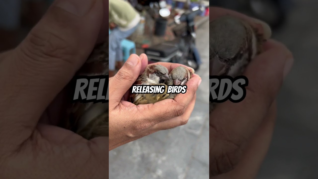 #Birds releasing / Cambodia #birds