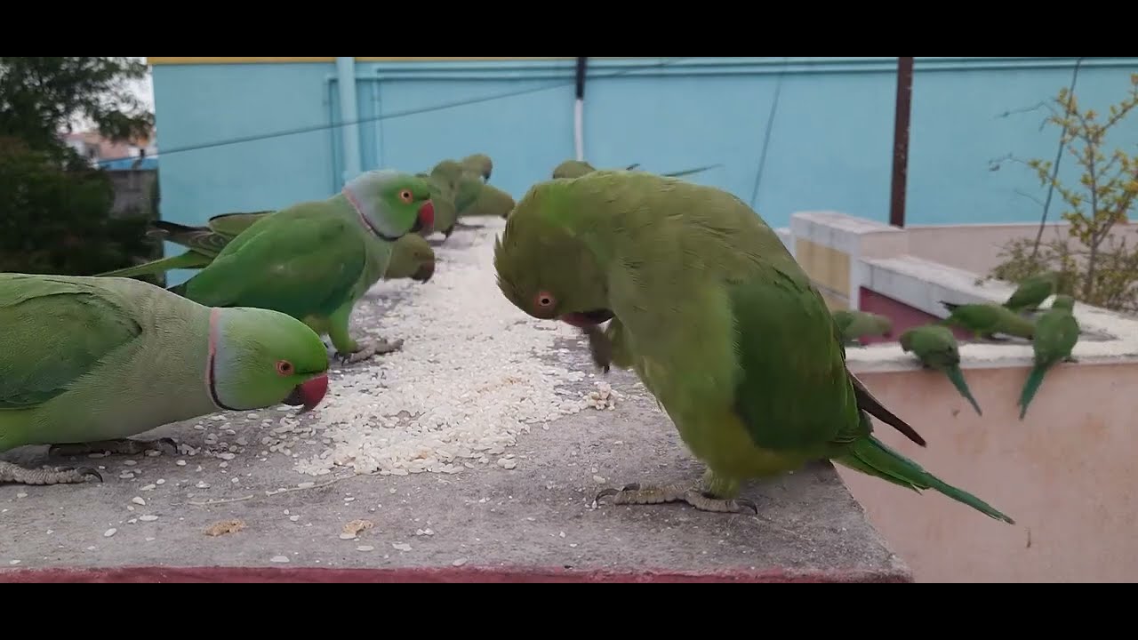 Morning Routine: Observing Green Parrots' First Foraging of the Day