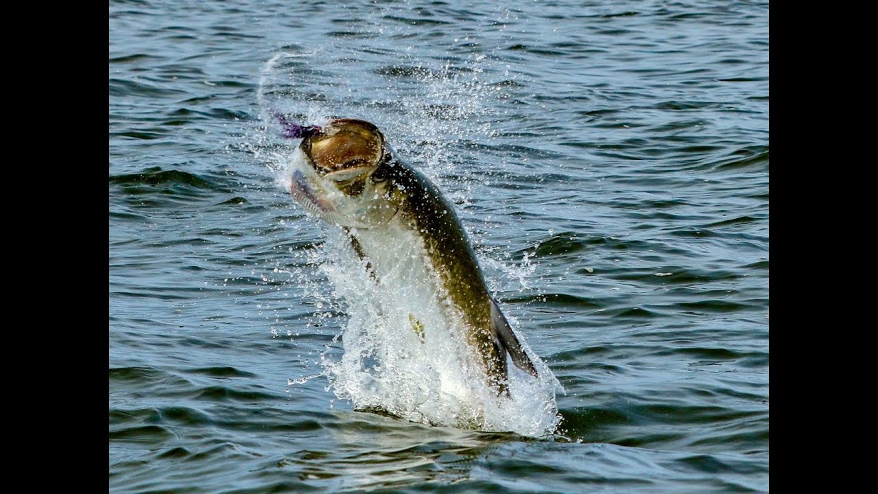 West African Tarpon  Gabon Fly Fishing