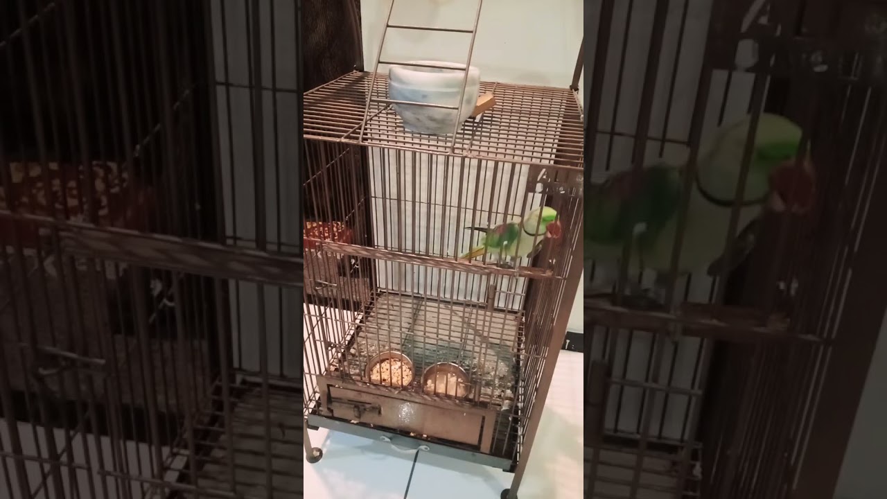 Highlight 29:02 - 34:02 from 💗#Ajwa official✍🏻parrot talking about video Mithu mia Mithu🐦Mithu enjoi