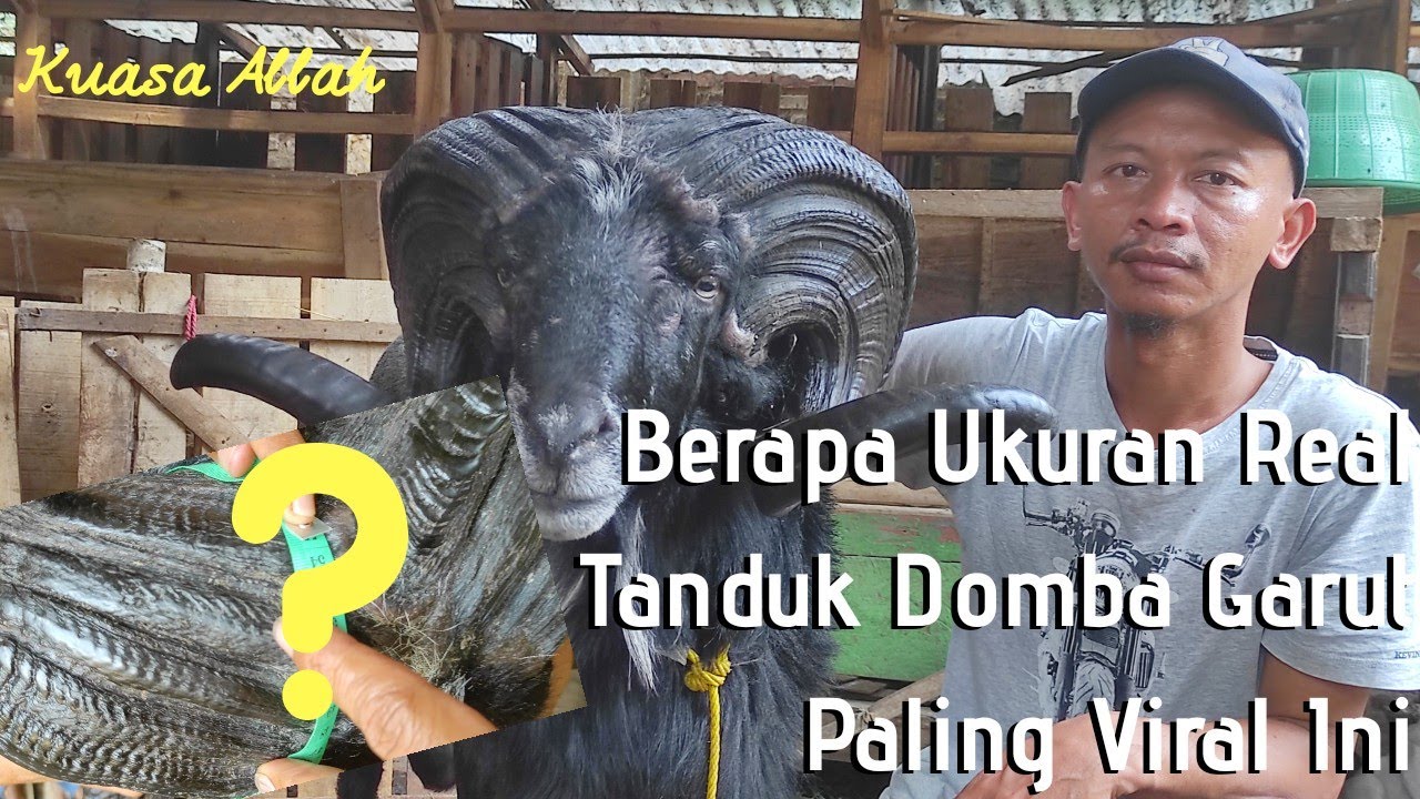 Wow...!! Ukuran Tanduk Super JUMBO..!