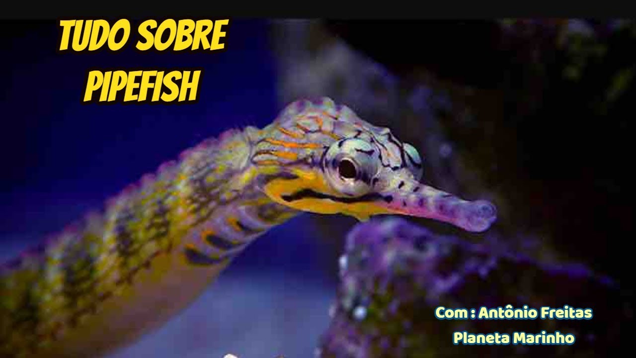 PipeFish, um PEIXE INCRÍVEL para Aquário Marinho