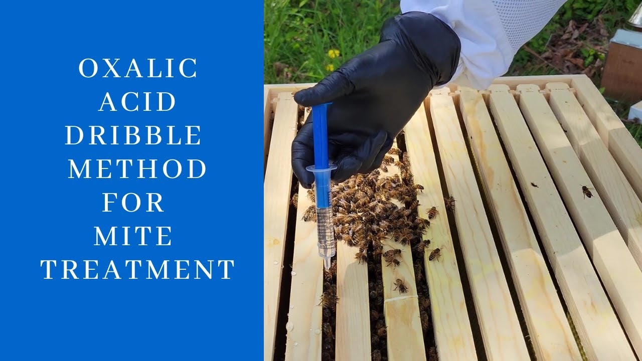 Oxalic Acid Dribble Method For Mite Treatment
