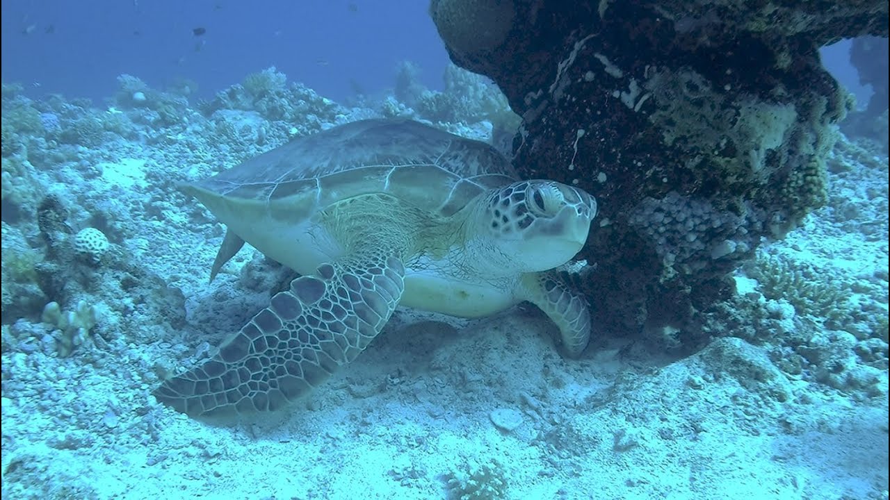 Tauchen Coraya Bay 30.10. bis 11.11.2020