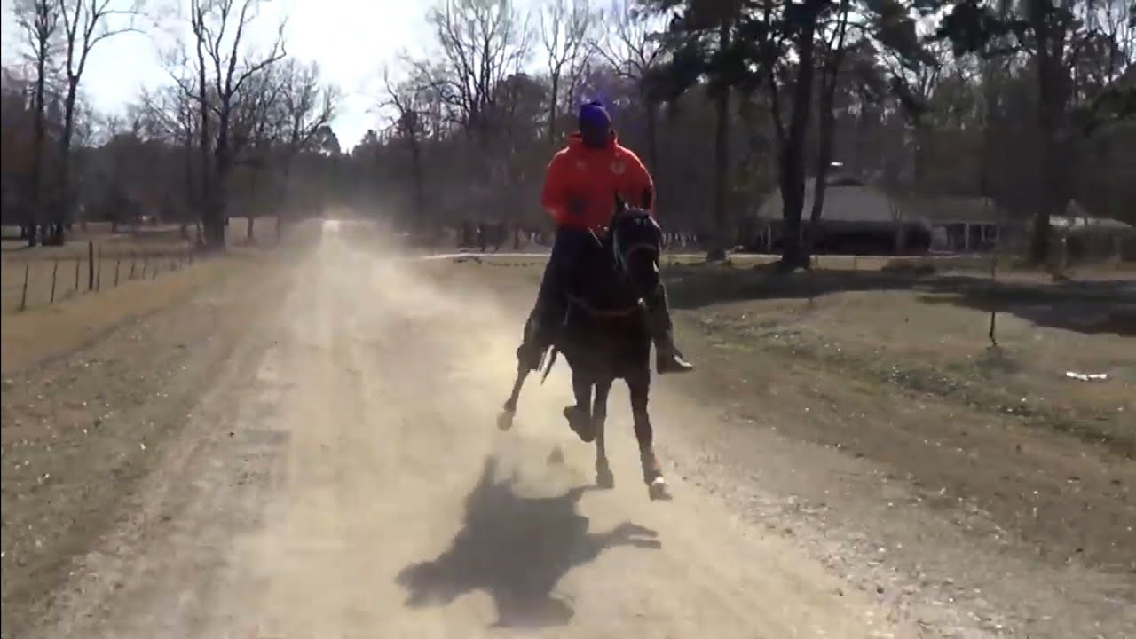 Lightning Fast Standardbred from Country Lyfe Stables (33 mph)